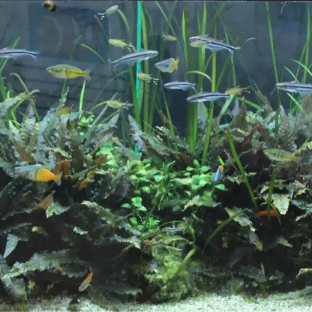Aquarium im Wartezimmer